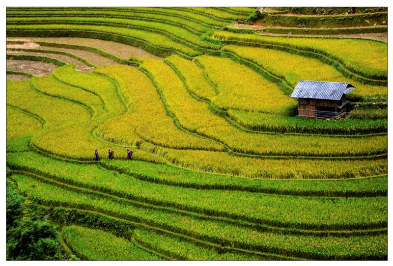 viet nam day mau sac qua trien lam anh huong sac tram mien