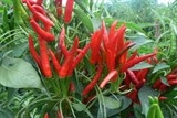 toc dep tu nhien voi nhung nguyen lieu cuc de kiem