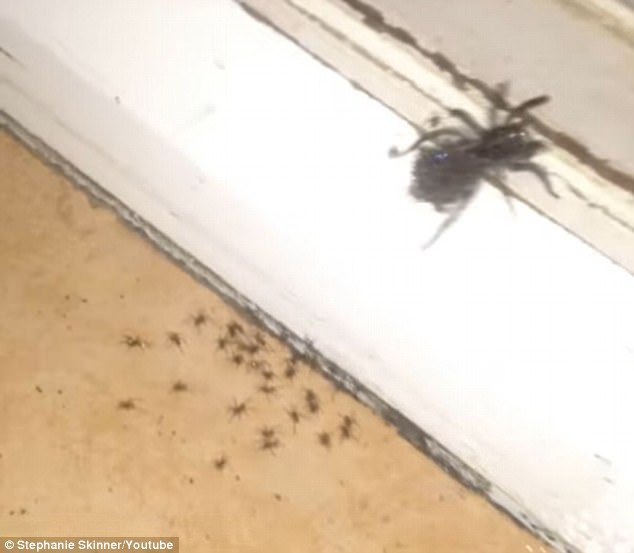 kinh hoang canh dan nhen con chui ra tu bung me khi bi phun thuoc diet con trung