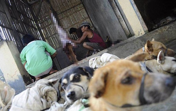 khung canh man ro trong khu trai thit cho nhu dia nguc tran gian tai indonesia