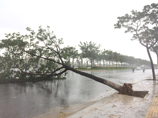 anh huong bao so 12 da nang do sap cong chao nhieu cay xanh bat goc chan ngang duong