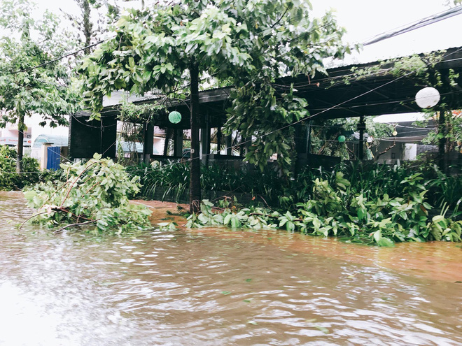 chum anh duong pho nha trang tan tac sau khi con bao so 12 can quet