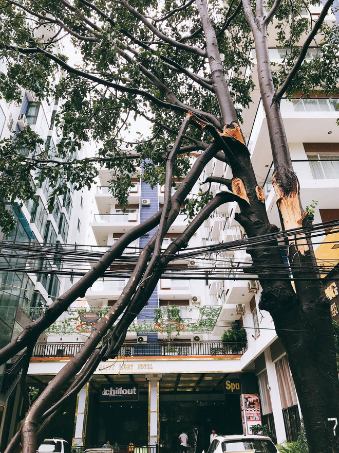 chum anh duong pho nha trang tan tac sau khi con bao so 12 can quet