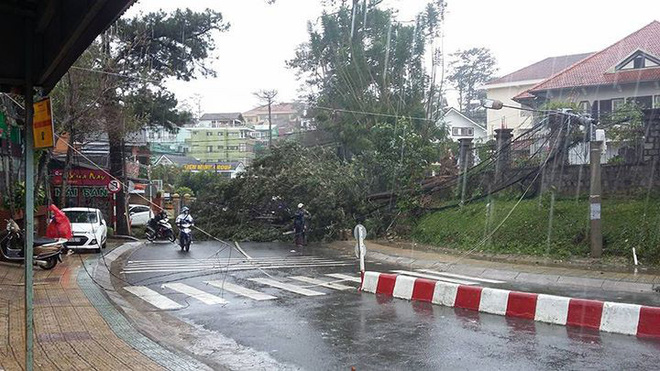 da lat hang loat cay co thu nga do cot dien gay doi sau anh huong cua con bao so 12