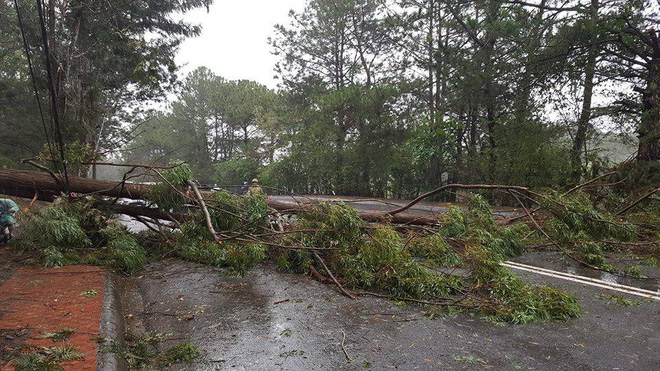 da lat hang loat cay co thu nga do cot dien gay doi sau anh huong cua con bao so 12