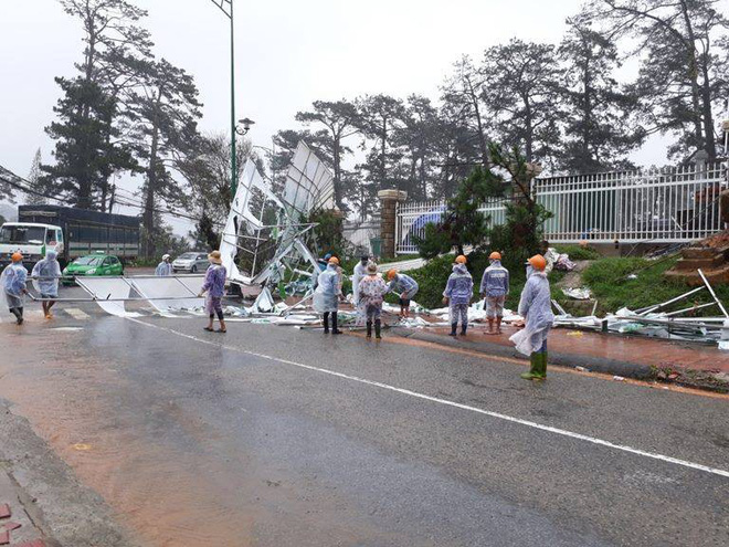 da lat hang loat cay co thu nga do cot dien gay doi sau anh huong cua con bao so 12