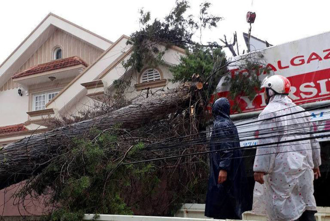 da lat hang loat cay co thu nga do cot dien gay doi sau anh huong cua con bao so 12