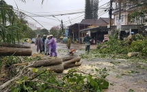 da lat hang loat cay co thu nga do cot dien gay doi sau anh huong cua con bao so 12
