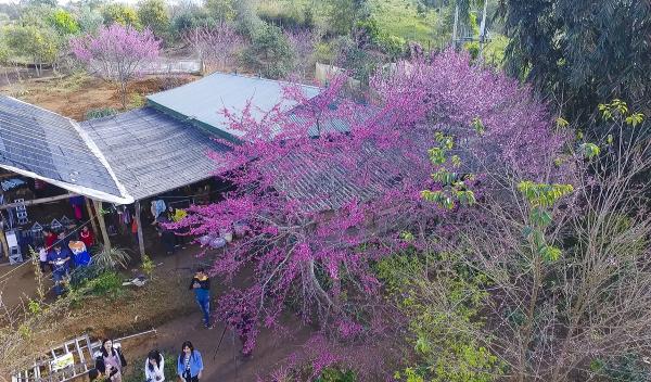 dien bien to chuc su kien hoa anh dao vao thang 12018