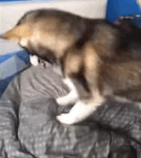 16 chu cho vao vai dong ho bao thuc chuan khong can chinh