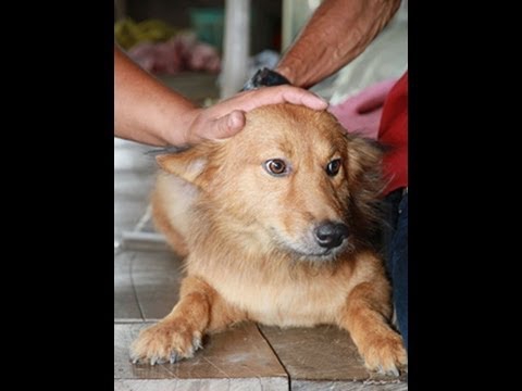 chu cho duoc tuyen duong anh hung sau khi tha ve nha mot boc rac