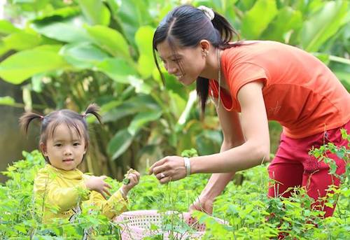 nhan rong mo hinh tang cuong an ninh luong thuc ho gia dinh tai hoa binh va lai chau