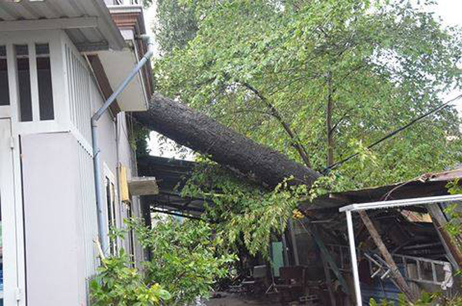 anh huong cua bao so 14 nhieu nha dan toc mai cay co thu nga do o sai gon