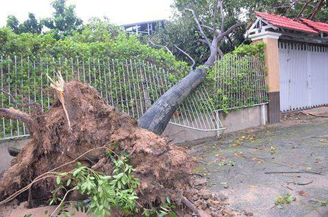 anh huong cua bao so 14 nhieu nha dan toc mai cay co thu nga do o sai gon