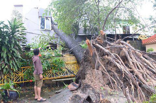 anh huong cua bao so 14 nhieu nha dan toc mai cay co thu nga do o sai gon