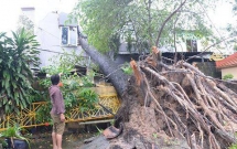 anh huong cua bao so 14 nhieu nha dan toc mai cay co thu nga do o sai gon