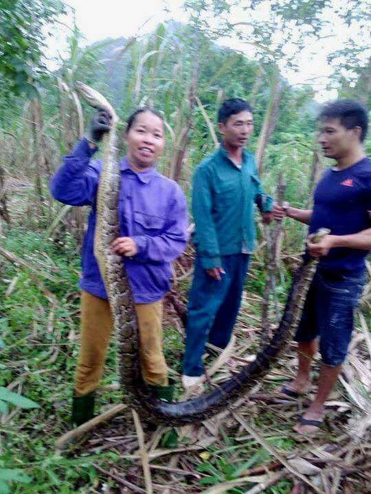nghe an dang thu hoach mia nguoi dan bat ngo bat duoc 2 con tran gam quy hiem nang hang chuc kg