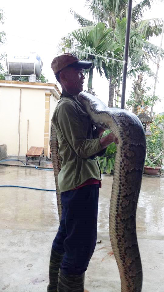 nghe an dang thu hoach mia nguoi dan bat ngo bat duoc 2 con tran gam quy hiem nang hang chuc kg
