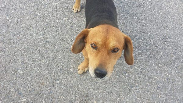 tuong ngon an giat duoc tui cua nguoi phu nu ten cuop bi chu cho anh hung tan cong chay toe khoi