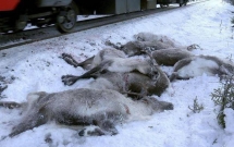 video hang nghin con tuan loc tan cong tuyen duong o siberia gay tac nghen