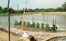 Người đàn ông mất toàn bộ dương vật, tinh hoàn vì bị cánh quạt máy nuôi tôm cuốn vào