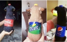 Dân tình đang đổ xô biến thú cưng thành chai nước ngọt trên mạng xã hội