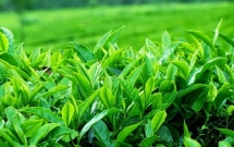 Chè Ô long của Việt Nam xuất khẩu đạt giá tới gần 6.000 USD/tấn