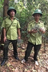 Bẫy thú dày đặc trên đỉnh núi Hồng Lĩnh