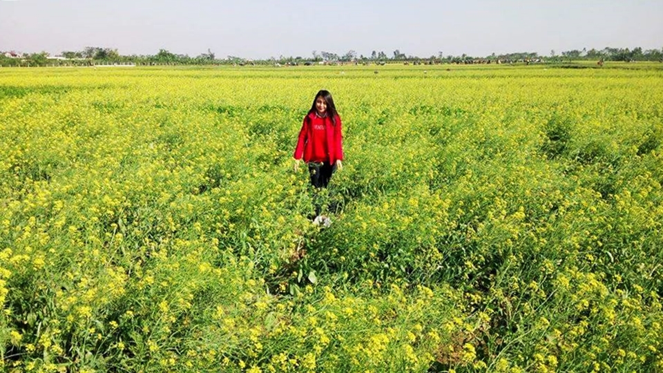 mua hoa cai nhuom vang vung thon que thai binh
