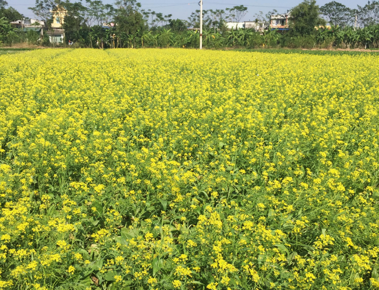 mua hoa cai nhuom vang vung thon que thai binh