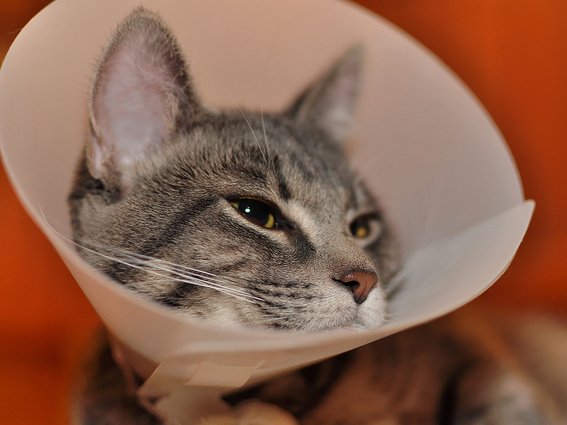 nhung cau chuyen chung minh nhan vien khong roi bo cong ty ho roi bo nguoi lanh dao