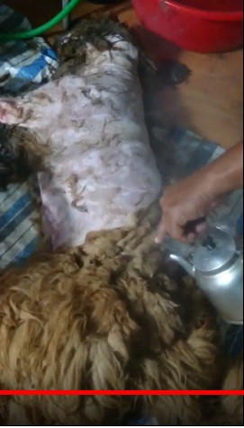 mua cho ngao tay tang ve lam thit nhau roi khoe tren facebook thanh nien bac lieu bi chi trich du doi