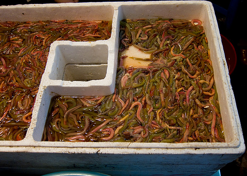 nong dan hai duong nuoi ruoi lai nua ty dong moi nam