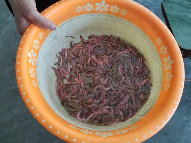 nong dan hai duong nuoi ruoi lai nua ty dong moi nam