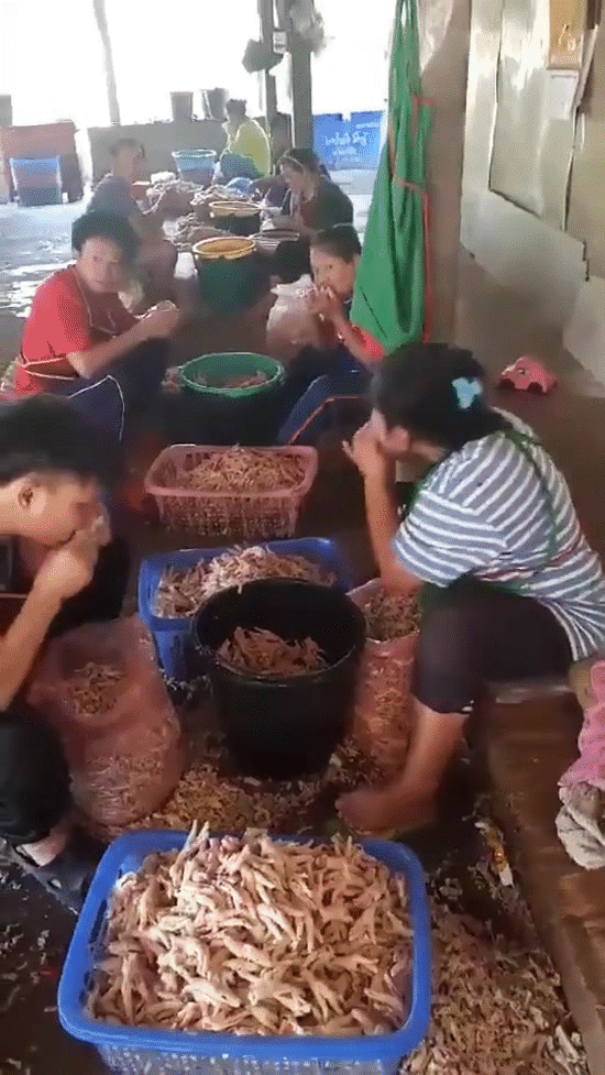 xon xao clip vach tran cach lam chan ga rut xuong khien cu dan mang khong khoi bang hoang