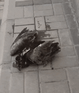 13 hinh anh chung minh rang nguoi tot luon ton tai o khap moi noi