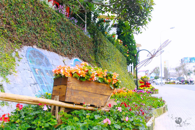 duong hoa ruc ro va dep mat truoc them festival hoa da lat thu hut khach du lich