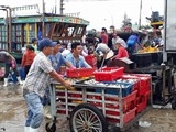 nghe vot vang trang tren bien thu nhap cao hon danh bat ca
