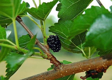 10 bài thuốc dân gian hỗ trợ trị bệnh gút