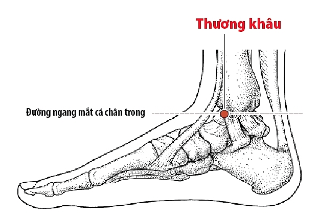nhung vi tri bam huyet giup gan phoi va than khoe manh