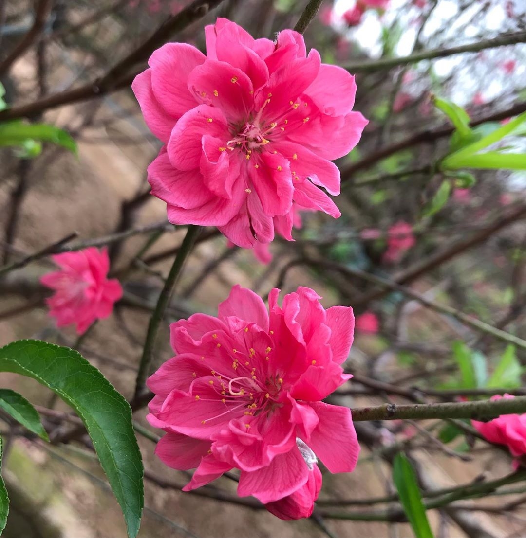 Lời chúc Tết Canh Tý 2020 tình cảm cho các cặp đôi yêu nhau loi chuc tet canh ty 2020 tinh cam cho cac cap doi yeu nhau