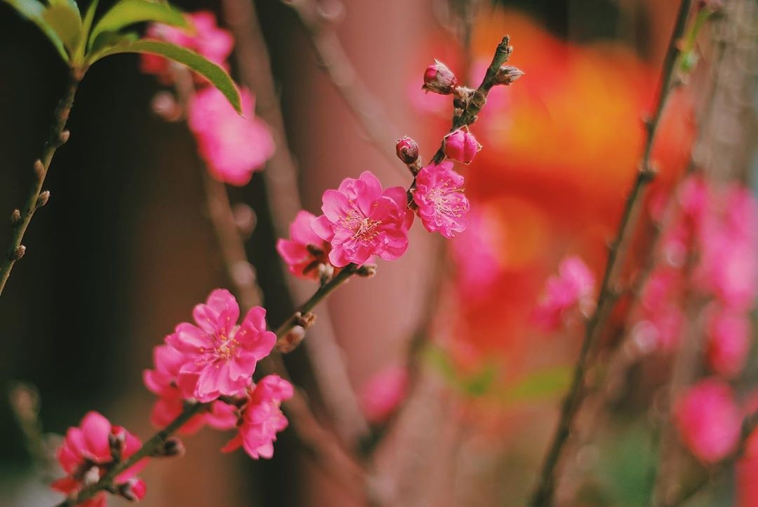 Lời chúc Tết Canh Tý 2020 bằng tiếng Anh độc đáo nhất loi chuc tet canh ty 2020 bang tieng anh doc dao nhat