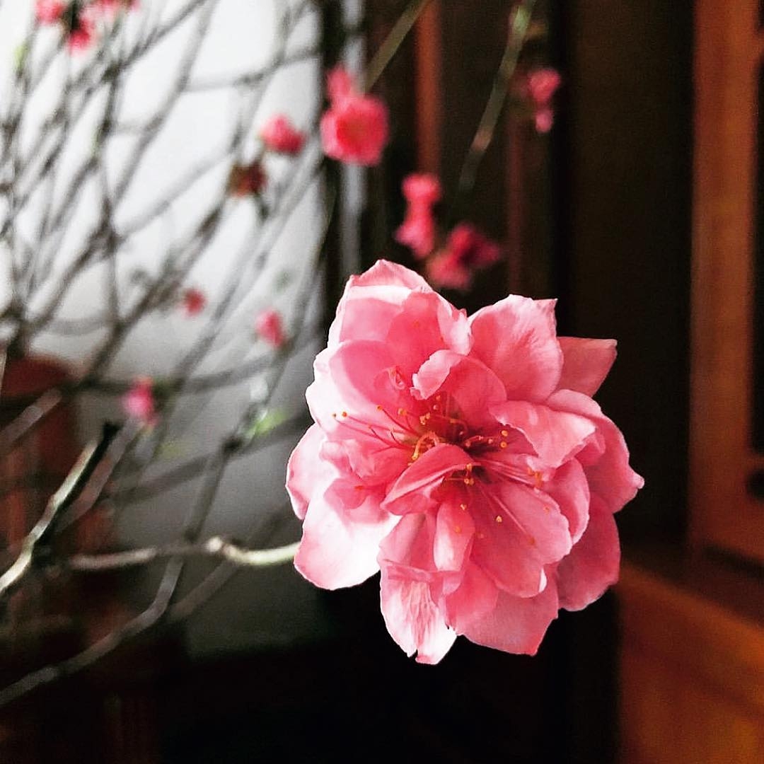 Lời chúc Tết Canh Tý 2020 cho bố mẹ chân thành nhất loi chuc tet canh ty 2020 cho bo me chan thanh nhat