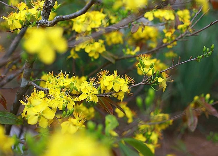 15 loi chuc tet canh ty 2020 ngan gon nhung an tuong