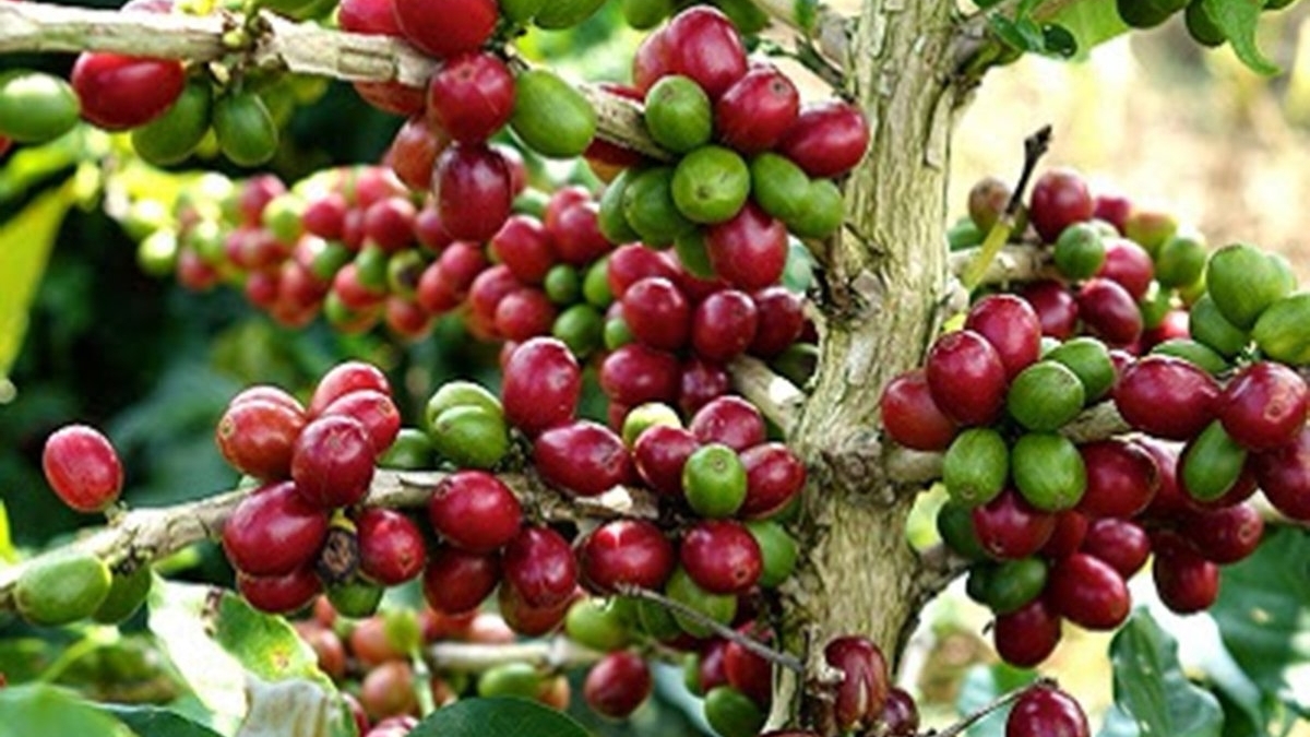 Giá cà phê hôm nay 24/3: Không nhiều biến động, tăng nhẹ 100 đồng/kg