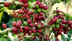 bao my het loi ca ngoi ca phe viet nam