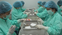 viet nam tien hanh thu nghiem dot 2 vaccine covid 19 tren chuot