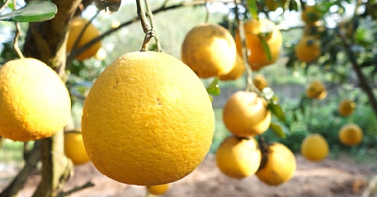 6 mon qua tet dac trung cua thu do ha noi