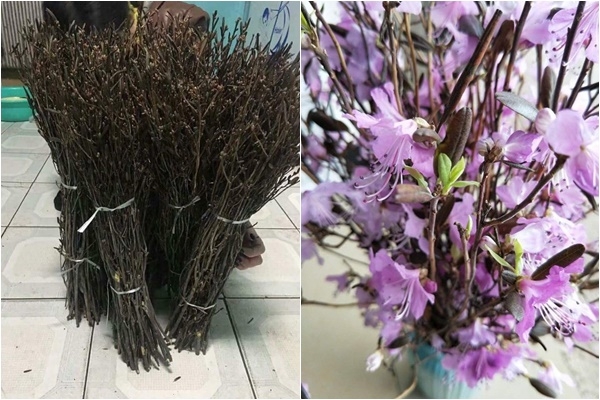 hoa do quyen ngu dong lai xuat hien chuyen gia len tieng canh bao