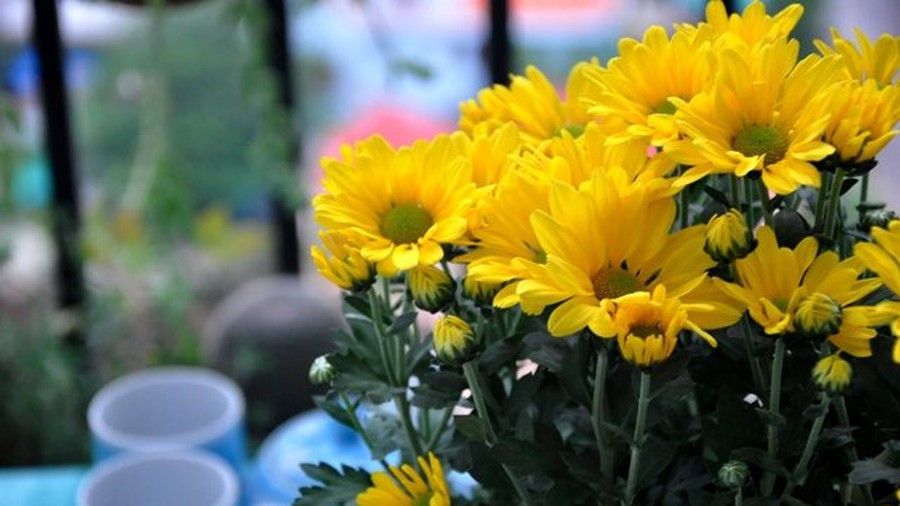 Sai lầm cần tránh khi cắm hoa trên ban thờ ngày Tết sai lam can tranh khi cam hoa tren ban tho ngay tet